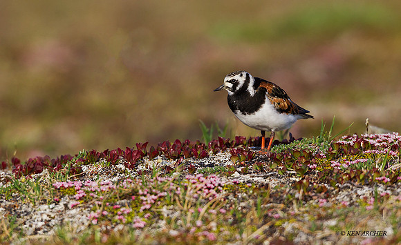 NMRT00365 - Ruddy Turnstone
