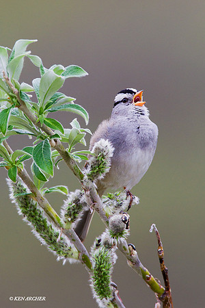 NMWC00023 White-crowned Sparrow