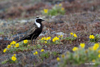AMGP00172 - American Golden Plover