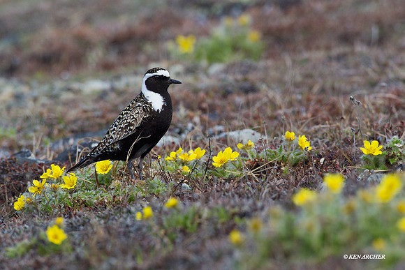 AMGP00172 - American Golden Plover