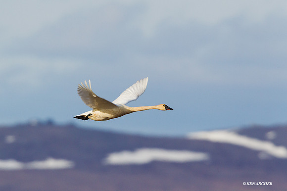 NMTS00098 - Tundra Swan
