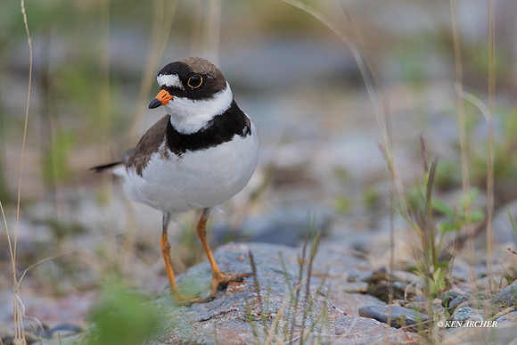 NMSP00125 - Semipalmated Plover