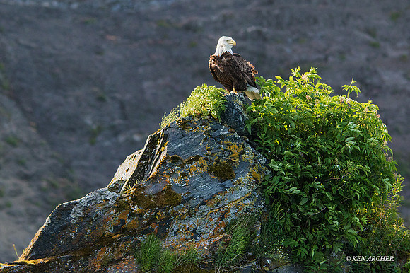 SDBE00032 - Bald Eagle