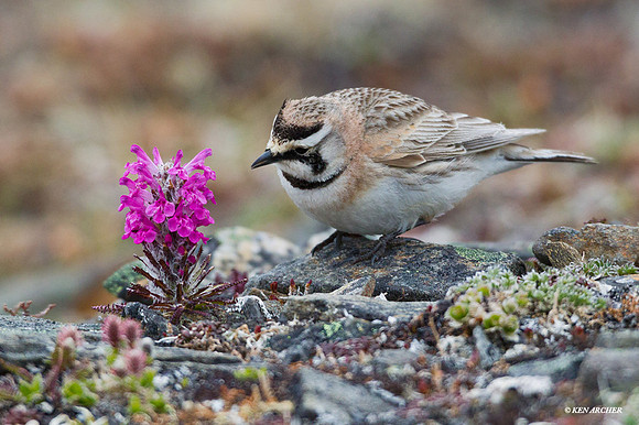 NMHL00001 Horned Lark