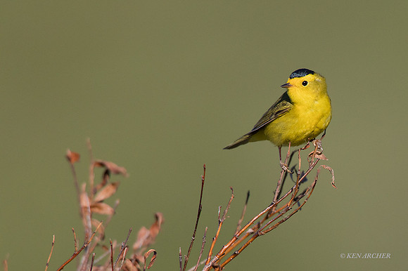 NMWW00275 - Wilson's Warbler