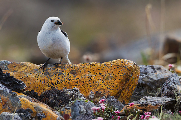 NMSB00154 - Snow Bunting