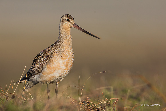 NMBG00227 - Bar-tailed Godwit