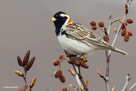 NMLL00218 Lapland Longspur