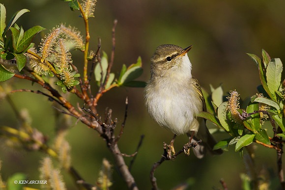 NMAW00362 - Arctic Warbler