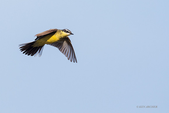 NMYW00256 - Eastern Yellow Wagtail