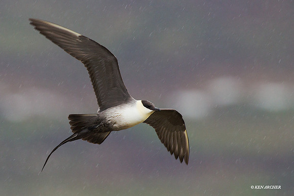 NMLJ00858 Long-tailed Jaeger