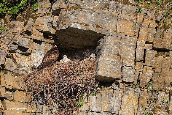 NMGE00709 - Golden Eagle