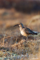BTCW00056 Bristled-thighed Curlew