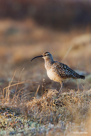BTCW00056 Bristled-thighed Curlew