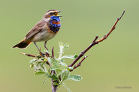 BLTH01691 - Bluethroat