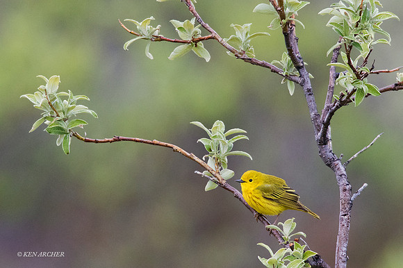 NMYR00174 - Yellow Warbler