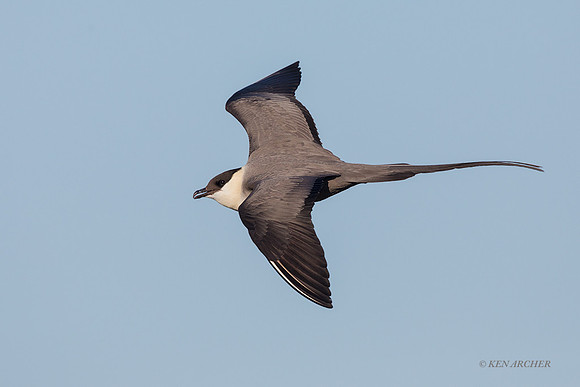 NMLJ01326 - Long-tailed Jaeger