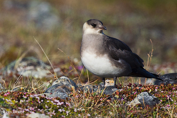 Parasitic Jaeger - NMPJ00021