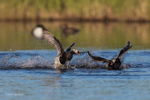 NMLD02186 - Long-tailed Duck