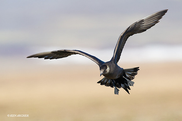 Parasitic Jaeger