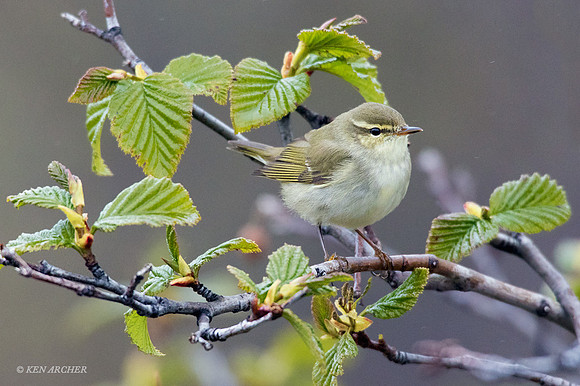 NMAW00270 - Arctic Warbler