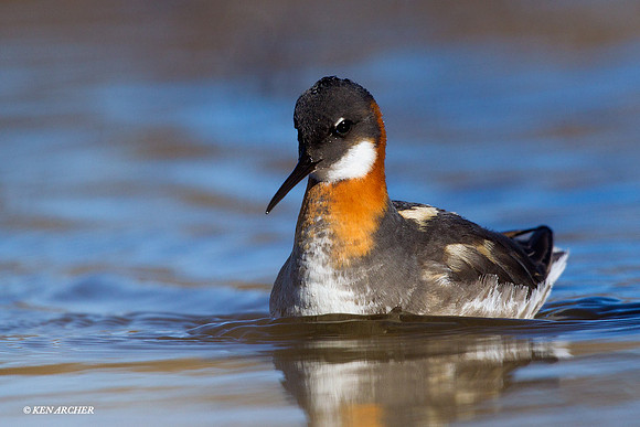 NMRP00440 Red-necked Phalarope