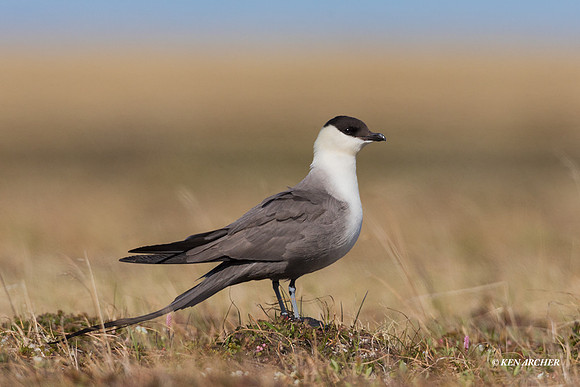NMLJ01722 - Long-tailed Jaeger