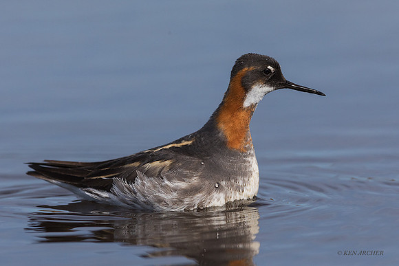 NMRP00815 - Red-necked Phalarope