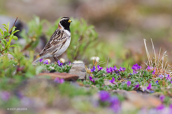 NMLL00374 - Lapland Longspur