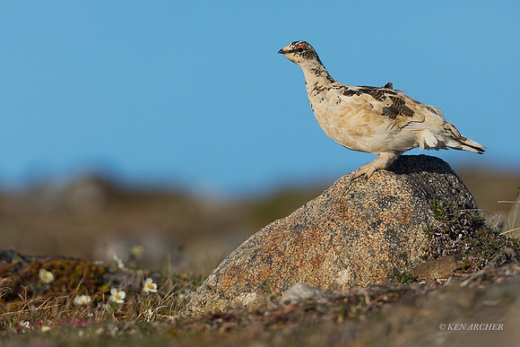 NMRM00654 - Rock Ptarmigan