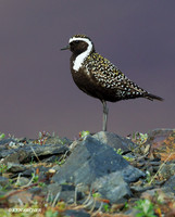 Birds of Alaska