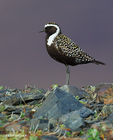 AMGP00076 American Plover