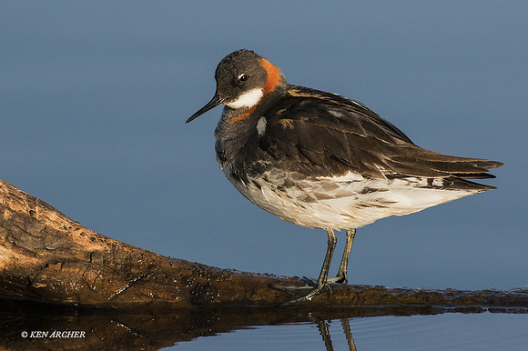 NMRP00704 - Red-necked Phalarope
