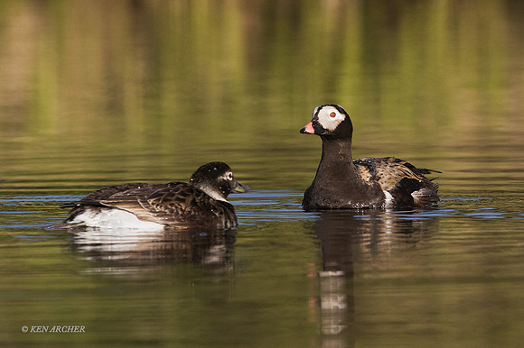 NMLD01360 - Long-tailed Duck
