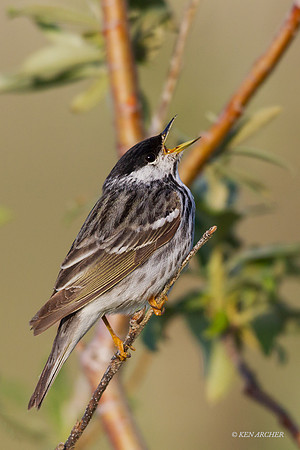 NMBW00021 - Blackpoll Warbler