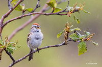 ATSP00087 - American Tree Sparrow