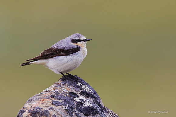 NNWR00180 - Northern Wheatear