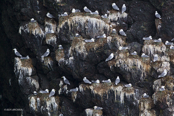 SDBK00036 - Black-legged Kittiwake