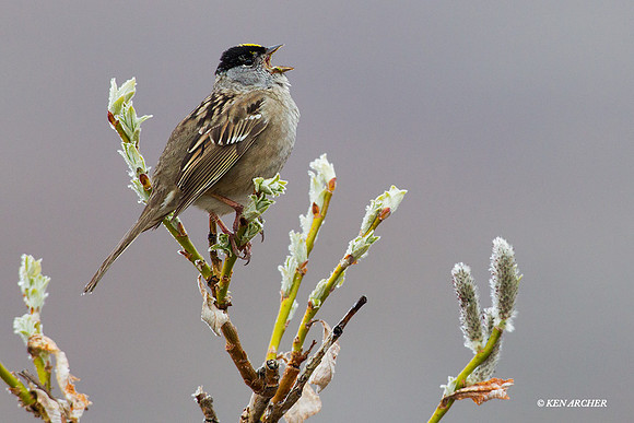 NMGS00094 Golden-crowned Sparrow