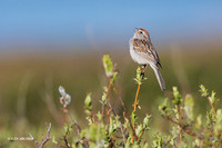 ATSP00168 - American Tree Sparrow