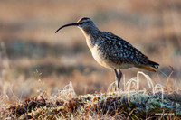 BTCW00034 Bristled-thighed Curlew