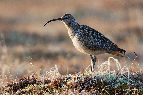 BTCW00034 Bristled-thighed Curlew