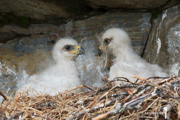 NMGE100391 - Golden Eagle