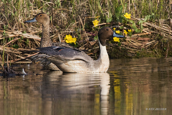 NMPT00021 - Pintail Duck
