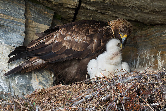 NMGE01060 - Golden Eagle