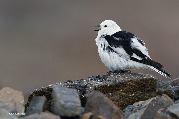 Snow Bunting - NMSB00106