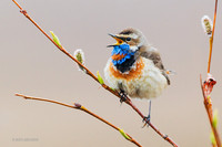 BLTR00019a Bluethroat