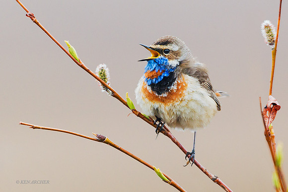 BLTR00019a Bluethroat