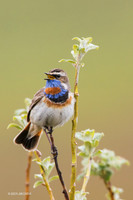 BLTH00929 - Bluethroat