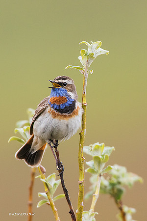 BLTH00929 - Bluethroat